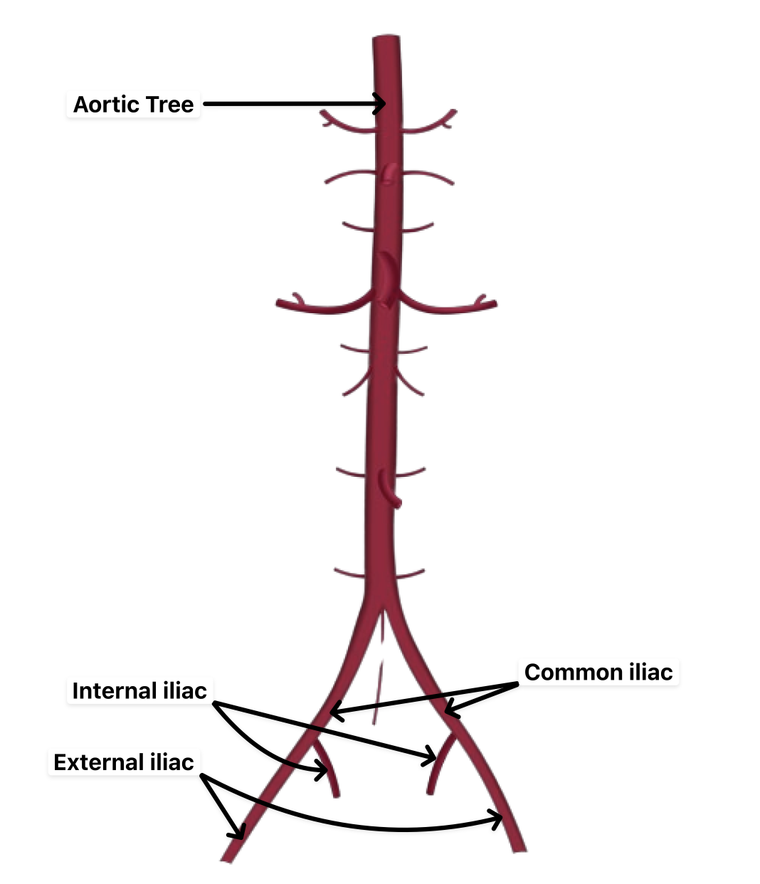 Aorta anatomy