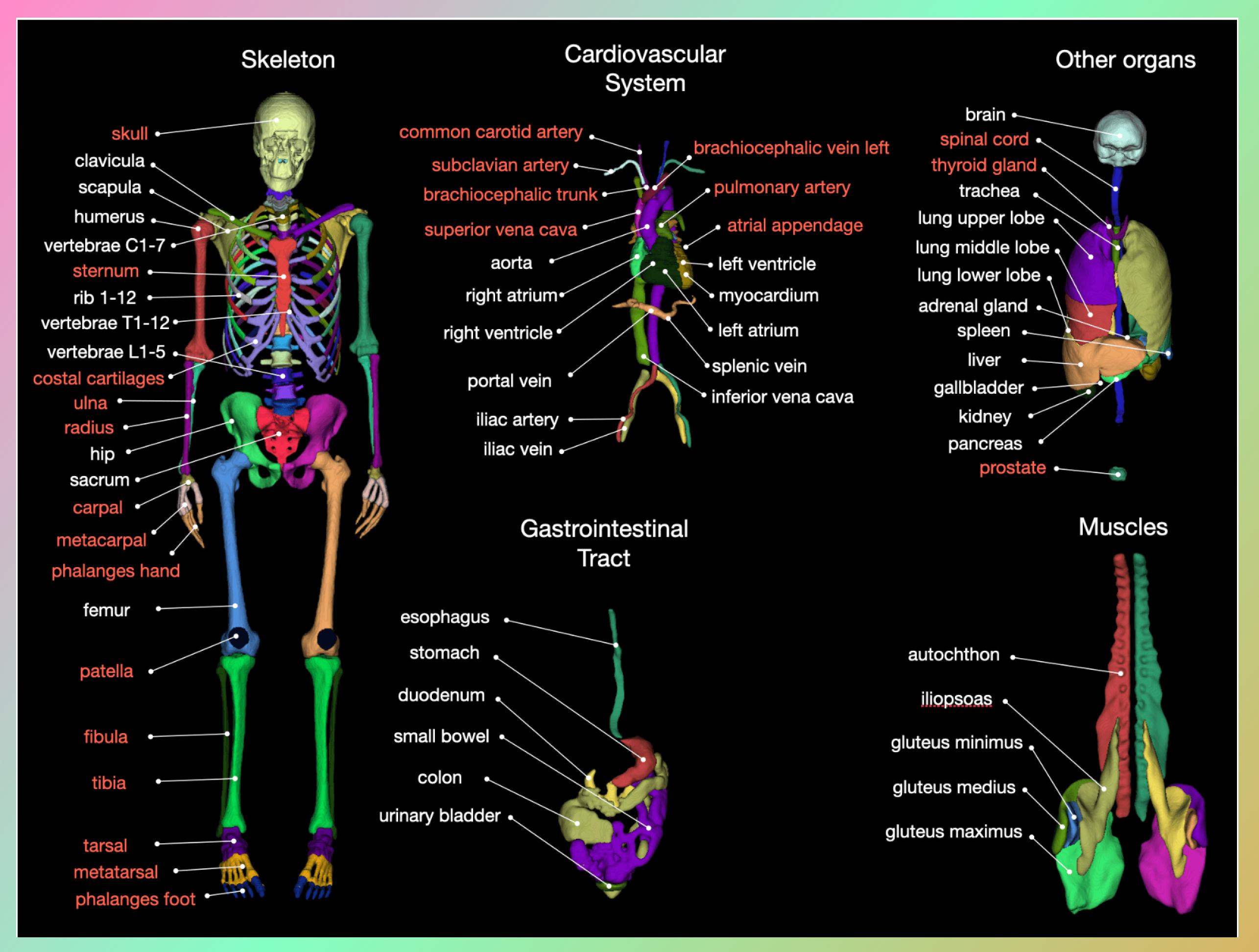 Overview of all 117 anatomical structures which can be segmented by CT Segmentator